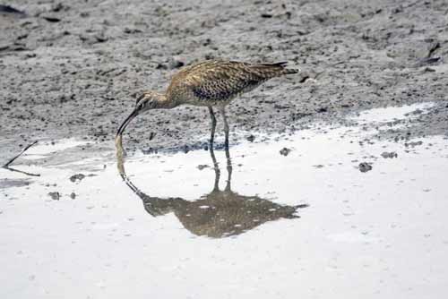 whimbrel feeding-AsiaPhotoStock