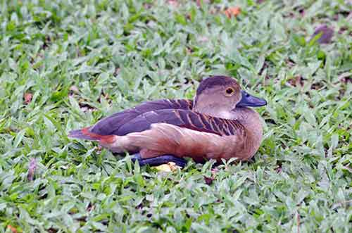 whistler duck-AsiaPhotoStock