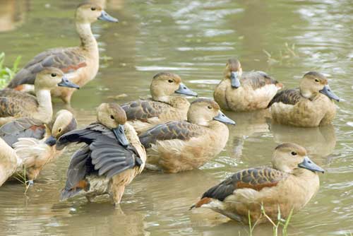 bathing whistler ducks-AsiaPhotoStock