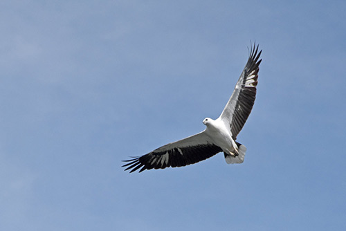 white bellied sea eagle-AsiaPhotoStock