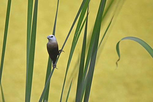 white headed munia-AsiaPhotoStock