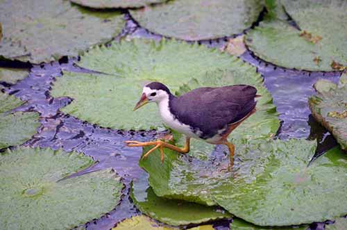 white breast waterhen-AsiaPhotoStock