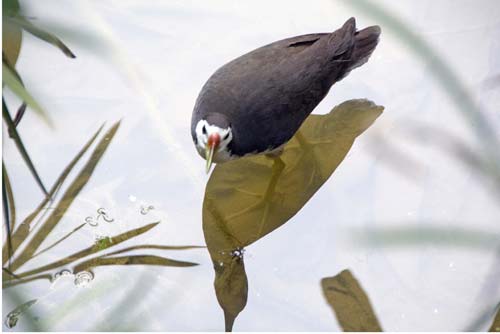 water hen singapore-AsiaPhotoStock