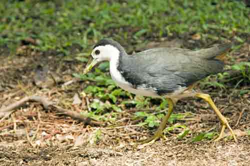 white breasted water hen-AsiaPhotoStock