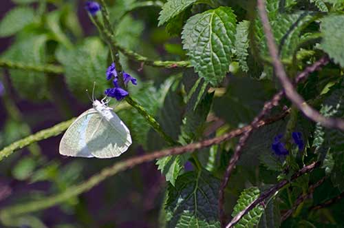 white butterfly-AsiaPhotoStock