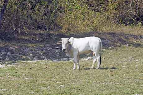 white cow-AsiaPhotoStock