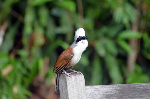 white crested-AsiaPhotoStock