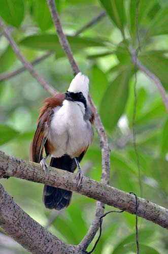 white crested thrush-AsiaPhotoStock