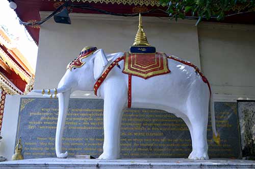 white elephant doi suthep-AsiaPhotoStock