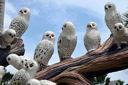 white owls-AsiaPhotoStock