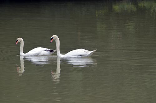 white swans singapore-AsiaPhotoStock