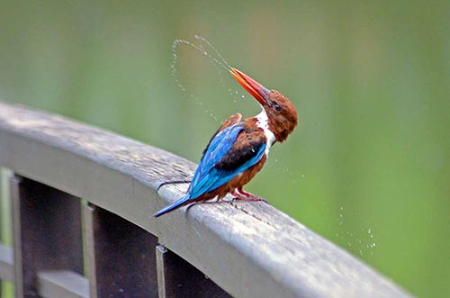 kingfisher white breasted-AsiaPhotoStock