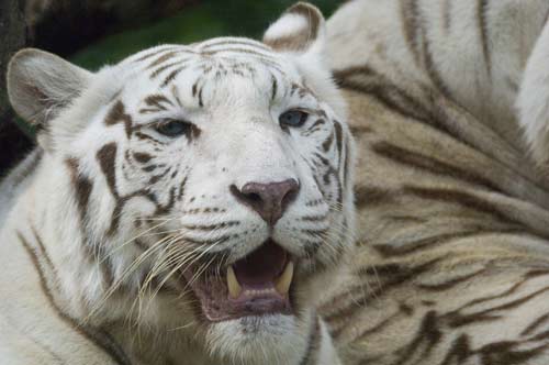 white tiger teeth-AsiaPhotoStock