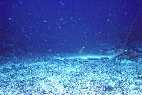 white tip shark-AsiaPhotoStock