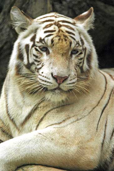 white tiger-AsiaPhotoStock