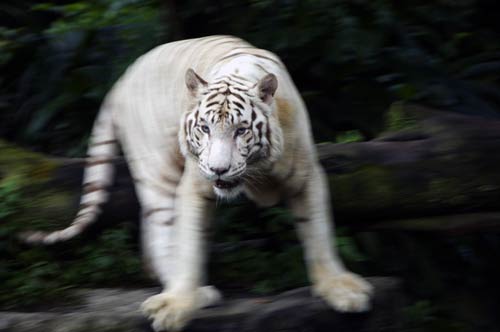 bengal white tiger-AsiaPhotoStock