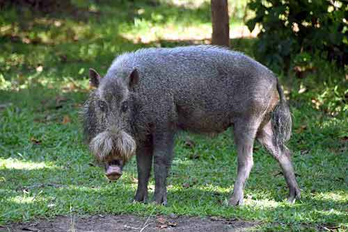 wild boar bako-AsiaPhotoStock