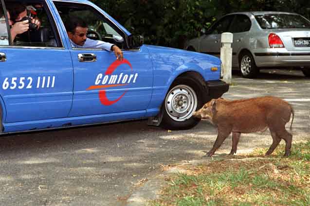 wild boar in car park-AsiaPhotoStock