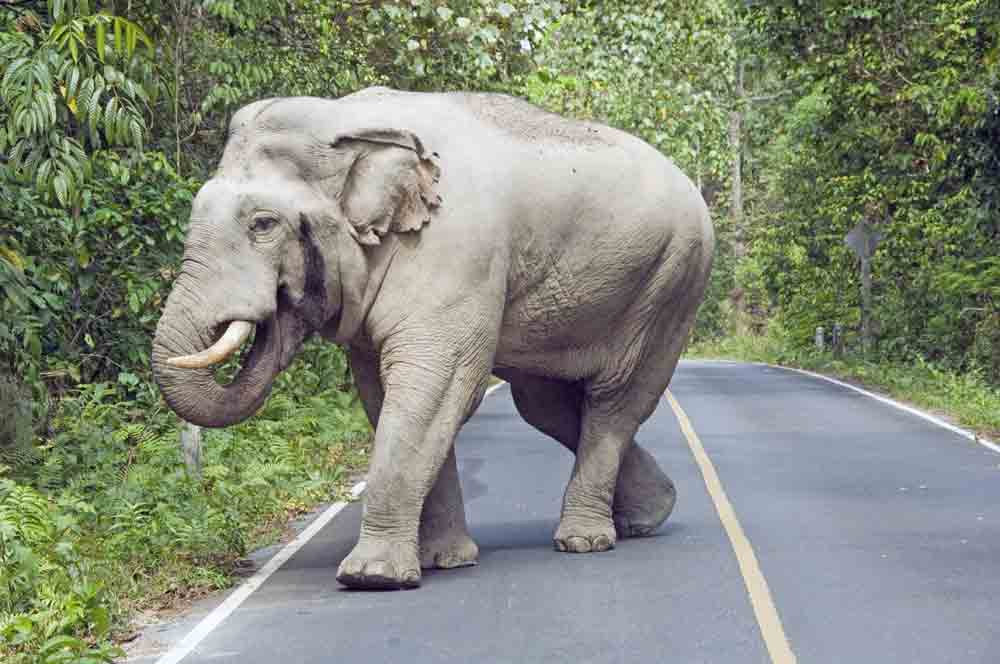 wild elephant-AsiaPhotoStock
