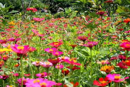 wild flowers-AsiaPhotoStock