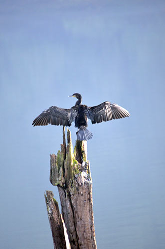 wings spread periyar-AsiaPhotoStock