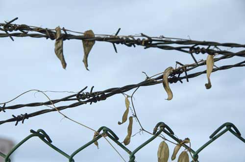 barbed wire-AsiaPhotoStock
