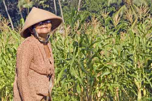 woman corn-AsiaPhotoStock
