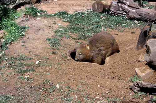 wombat-AsiaPhotoStock