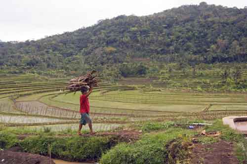 wood collector-AsiaPhotoStock