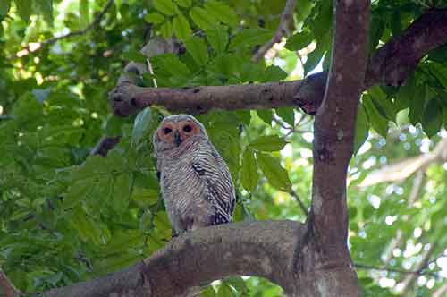 wood owl-AsiaPhotoStock