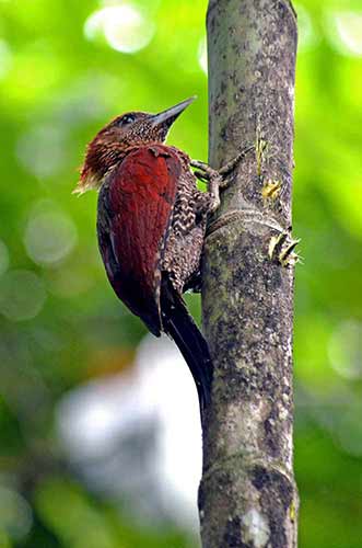 banded woodpecker on tree-AsiaPhotoStock