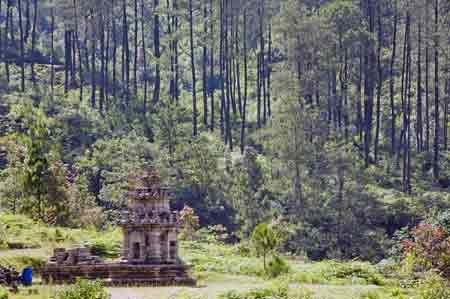 forest temple-AsiaPhotoStock