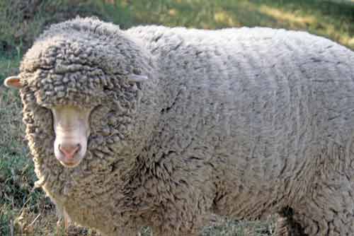 domestic sheep-AsiaPhotoStock