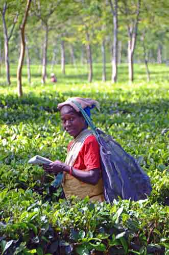 worker tea-AsiaPhotoStock