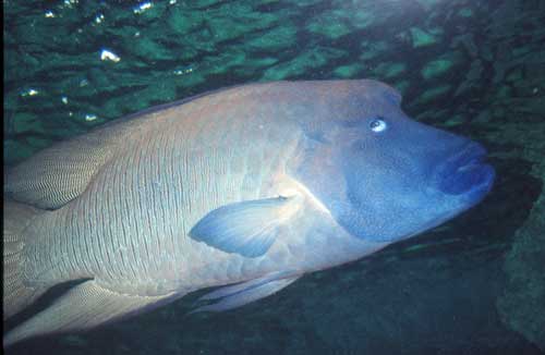 wrasse-AsiaPhotoStock