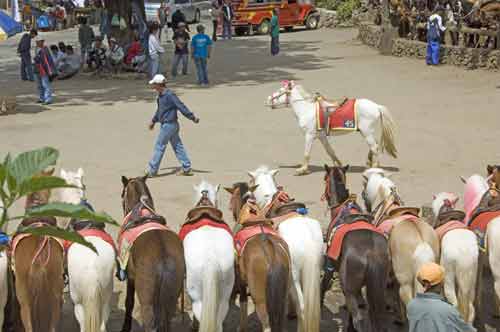 horses backs-AsiaPhotoStock