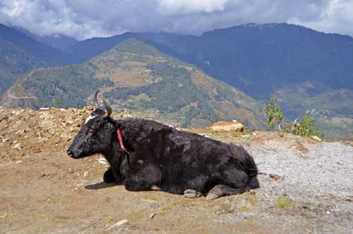 yak-AsiaPhotoStock