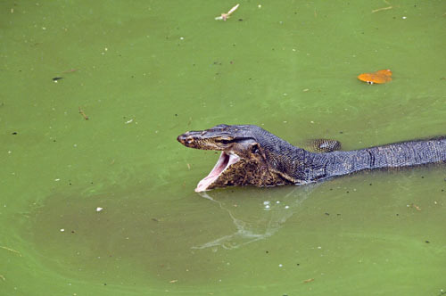 yawning monitor-AsiaPhotoStock