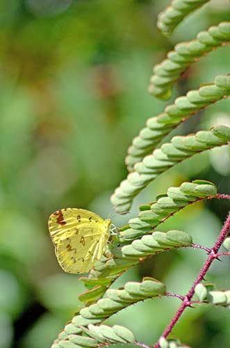 yellow indian butterfly-AsiaPhotoStock