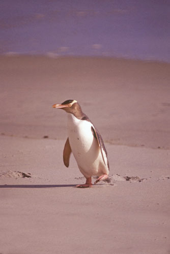 yellow eyed penguin-AsiaPhotoStock