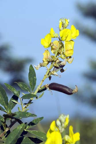 yellow flower merapi-AsiaPhotoStock