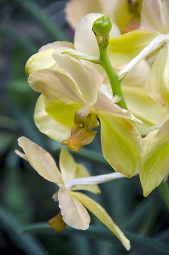 yellow orchid-AsiaPhotoStock
