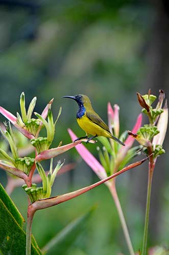 yellow sunbird-AsiaPhotoStock