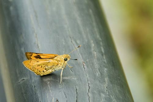 yellow veined lancer-AsiaPhotoStock