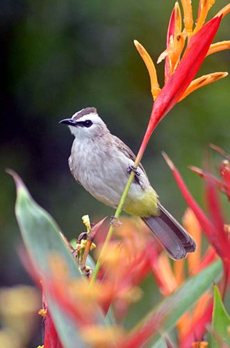 yellow vented bulbuls-AsiaPhotoStock