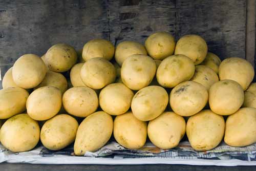 yellow mangoes pile-AsiaPhotoStock