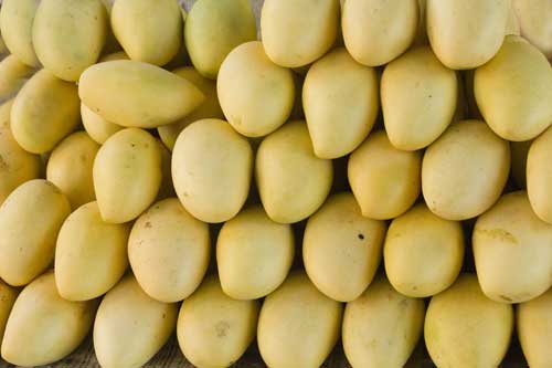 yellow mangoes-AsiaPhotoStock
