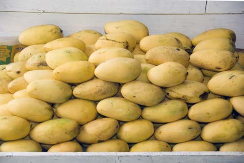 lots of mangoes-AsiaPhotoStock