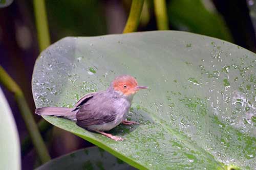 young ashy tailor bird-AsiaPhotoStock