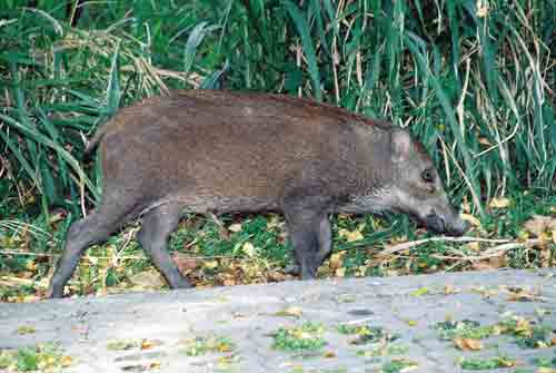wild boar passing by-AsiaPhotoStock